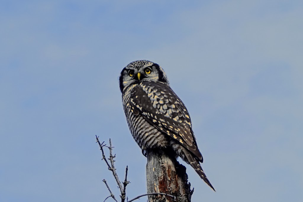 This owl stayed on the property for at least 20 minutes probably on the lookout for mice that we often saw running around in the grass.